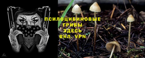 PSILOCYBIN Бугульма